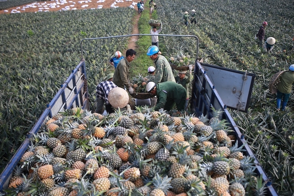 Khu vực kinh tế tập thể, nòng cốt là các HTX và tổ hợp tác, đóng vai trò quan trọng trong tái cơ cấu nông nghiệp Phú Yên.