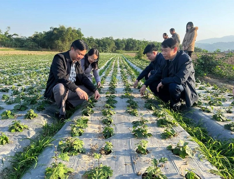 Mô hình trồng cà gai leo, giúp người dân trên địa bàn tỉnh Nghệ An tăng thu nhập so với các loại cây trồng khác.