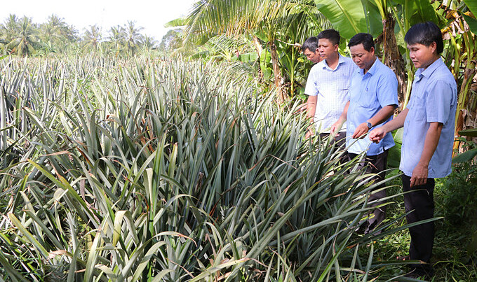 Cây dứa MD2 đang giúp nhiều hộ dân nâng cao thu nhập, giảm nghèo.