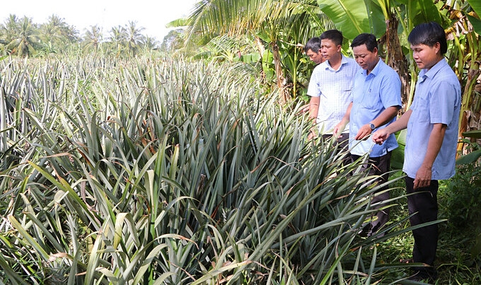 Cây dứa MD2 đang giúp nhiều hộ dân nâng cao thu nhập, giảm nghèo.