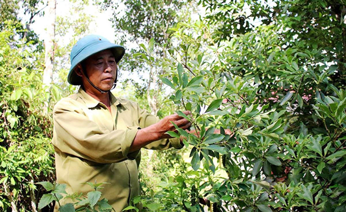 Các HTX đóng vai trò quan trọng trong chuyển đổi cơ cấu cây trồng vùng dân tộc miền núi huyện Chi Lăng.