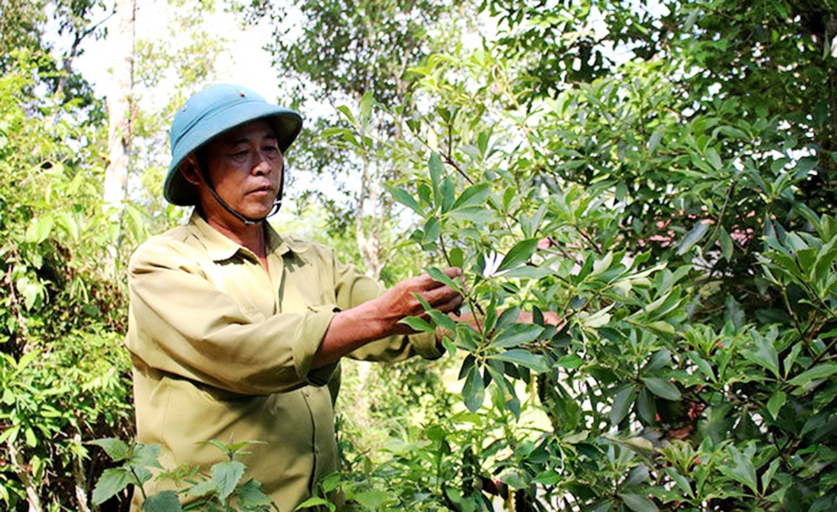 Các HTX đóng vai trò quan trọng trong chuyển đổi cơ cấu cây trồng vùng dân tộc miền núi huyện Chi Lăng.