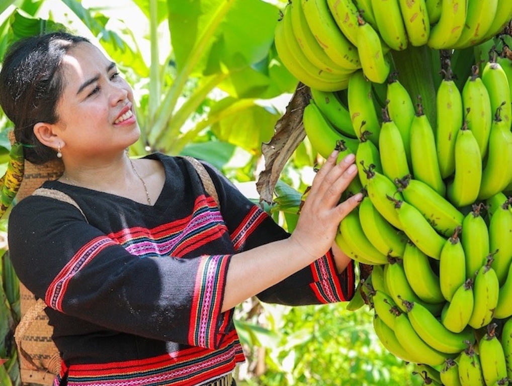Chuối già lùn trở thành một đặc sản nổi tiếng của huyện A Lưới, giúp đồng bào dân tộc thiểu số thoát nghèo.