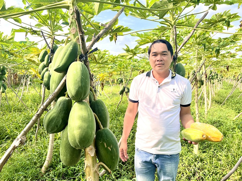 Đu đủ là một trong những cây trồng mới, cho hiệu quả kinh tế cao.