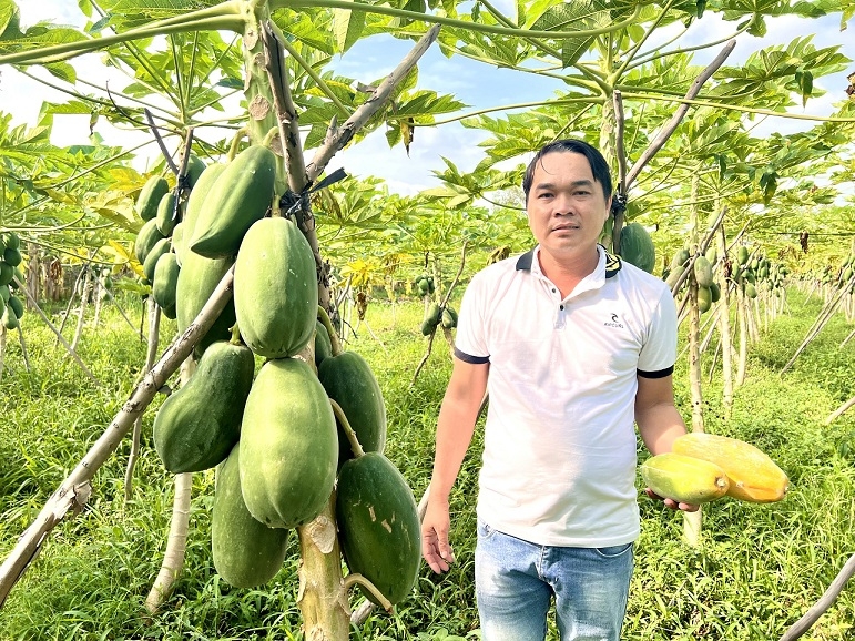 Đu đủ là một trong những cây trồng mới, cho hiệu quả kinh tế cao.