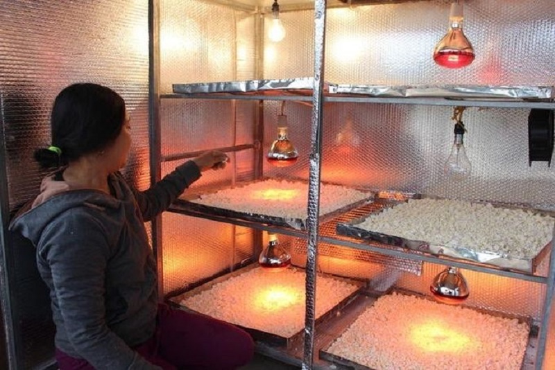 Chế biến tinh bột nghệ sấy khô ở xã Nghi Kiều, huyện Nghi Lộc &lpar;Nghệ An&rpar;.