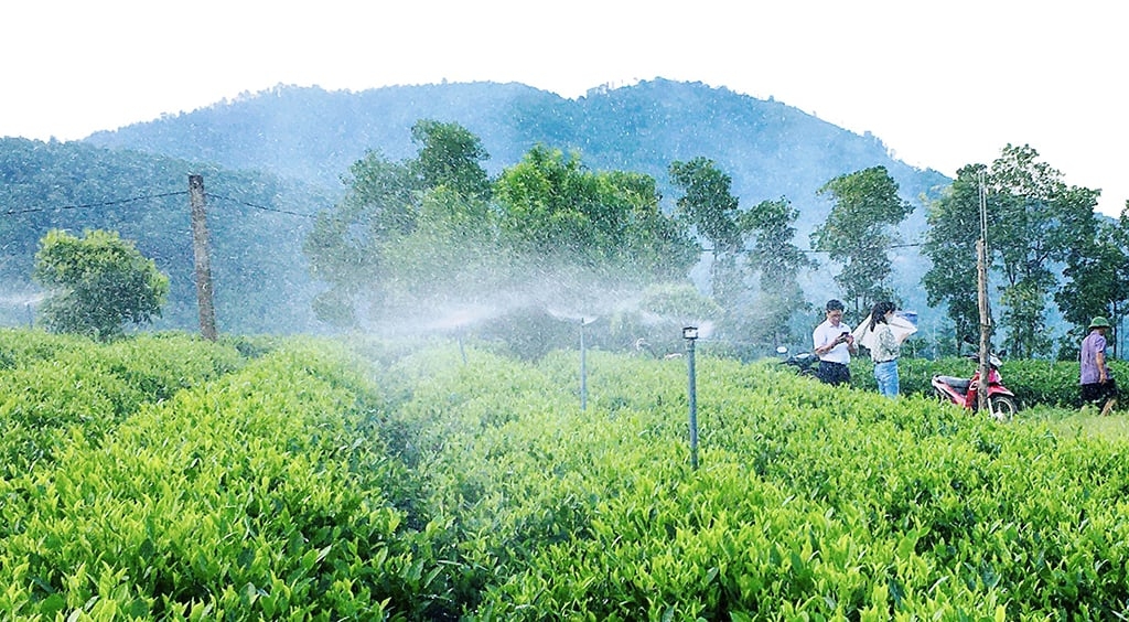 Công nghệ tưới thông minh giúp cây chè nâng cao giá trị kinh tế.