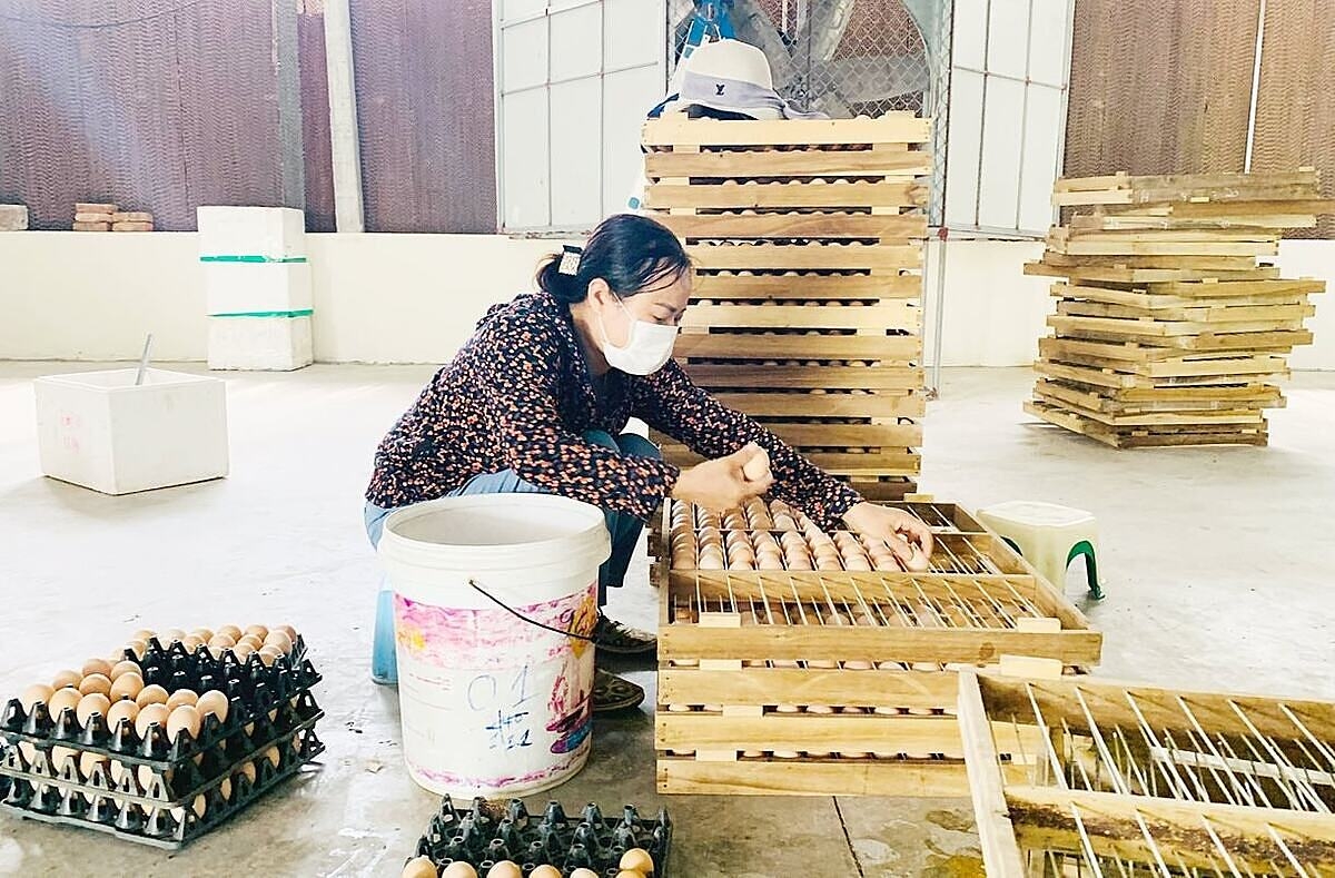 Hành trình của Trứng gà Khai Thái thực sự bắt đầu khi được sử dụng địa danh “Khai Thái”, kèm theo bản đồ khu vực địa lý đã được UBND huyện xác nhận, để đăng ký nhãn hiệu tập thể.