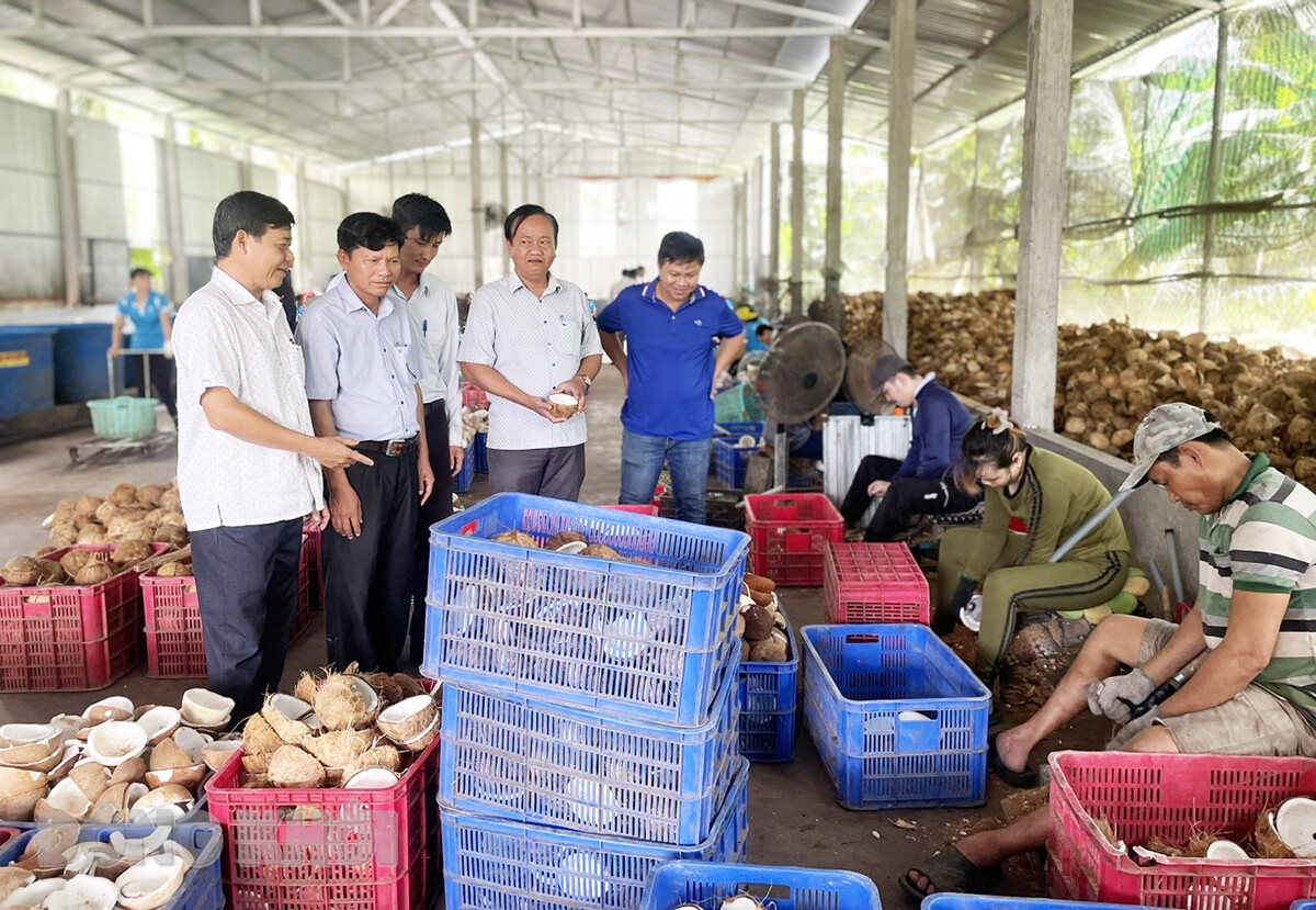 HTX Nông nghiệp Thới Thạnh là đơn vị điển hình của địa phương thực hiện rất tốt việc thu mua, bao tiêu nông sản của nông dân.