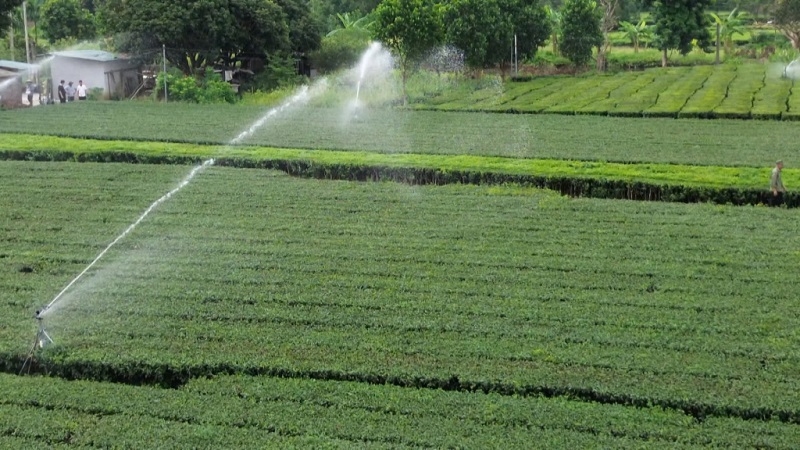 Phương pháp tưới tiêu tự động tại mô hình nông nghiệp công nghệ cao ở huyện Hải Hà, giúp tiết kiệm nước mang lại hiệu quả kinh tế cao.