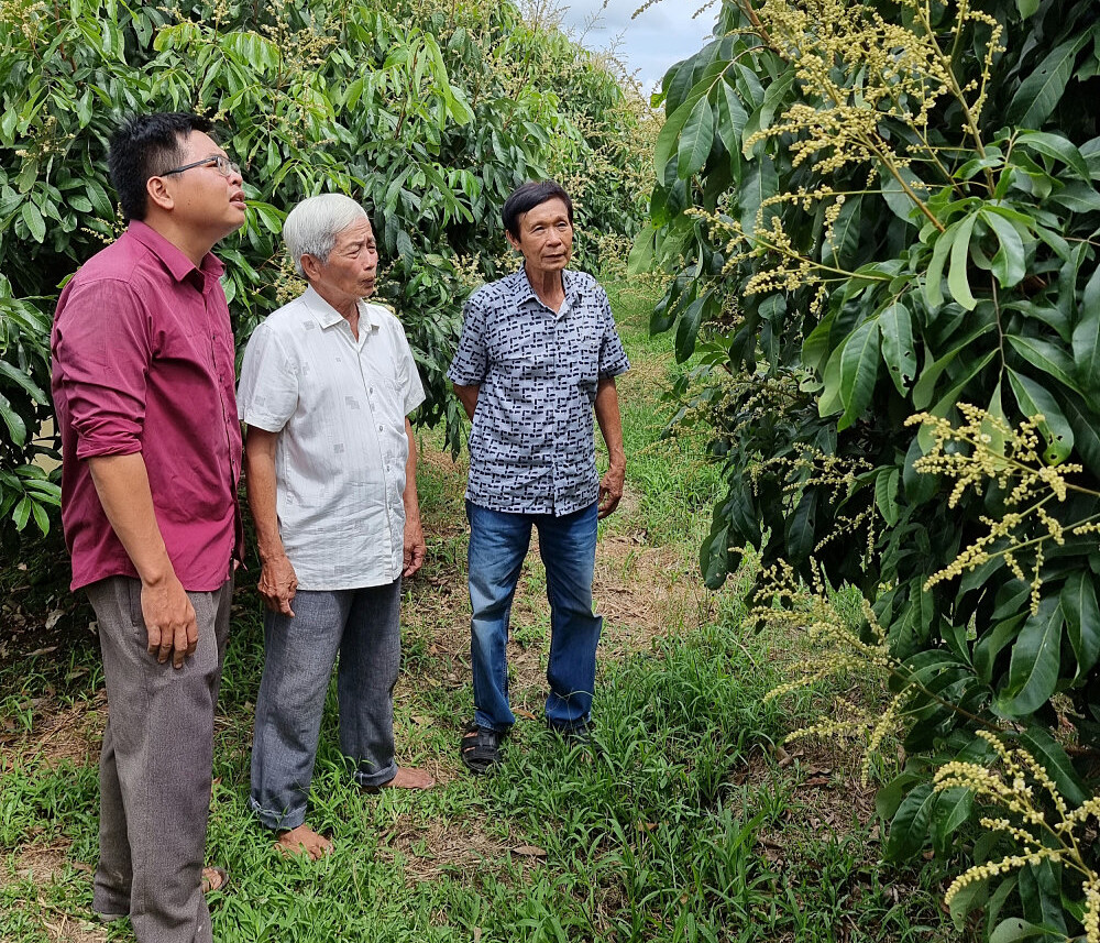 Mô hình trồng nhãn của HTX Đồng Tâm được đánh giá mang lại giá trị cao.
