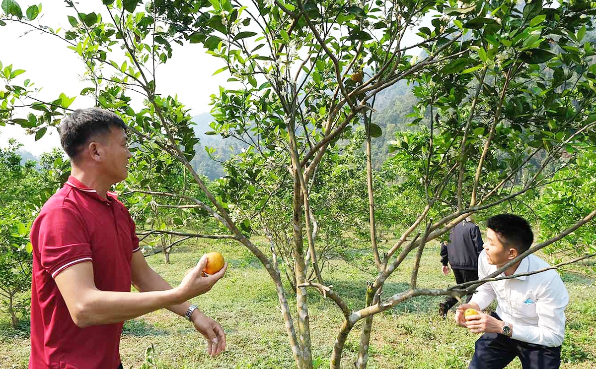 Nông nghiệp vùng đồng bào dân tộc thiểu số ở Sìn Hồ đang có chuyển biến tích cực.