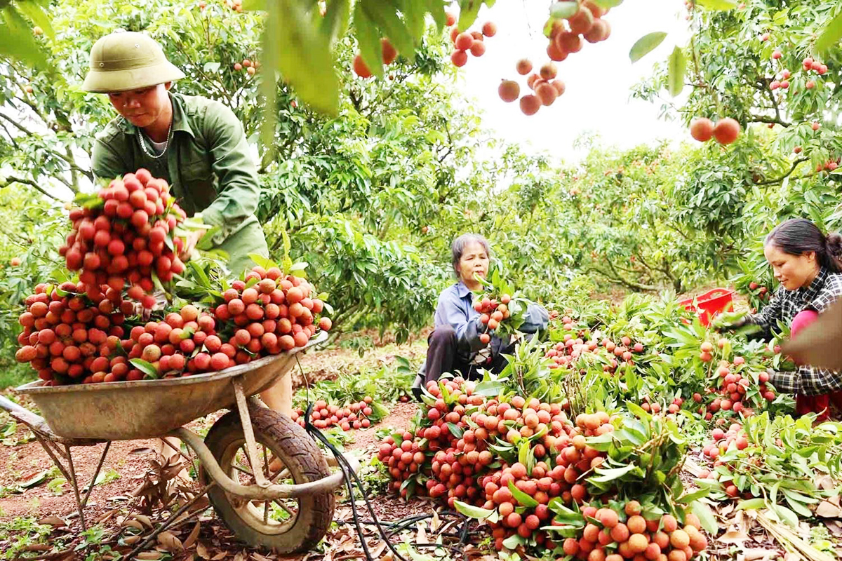 Vải thiều đang là cây kinh tế chủ lực, góp phần xóa đói giảm nghèo, làm giàu ở Lục Ngạn.