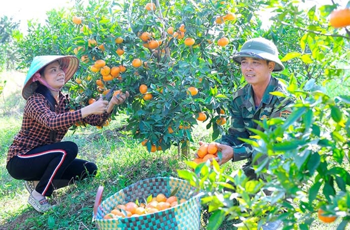 HTX là điểm tựa cho thành viên, nông dân liên kết phát triển sản xuất theo hướng hàng hóa.