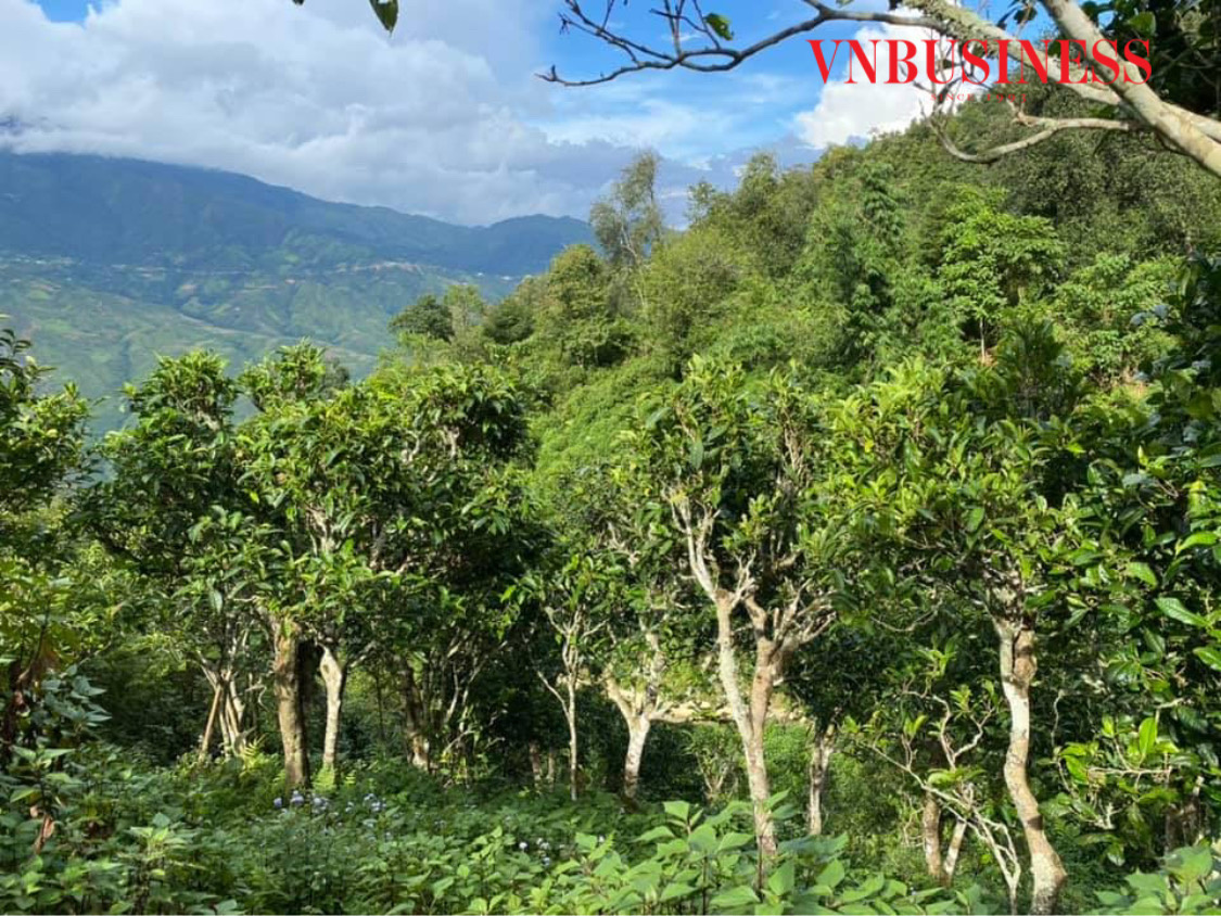 Rừng chè cổ thụ ở Tà Xùa. Ảnh: Phạm Minh