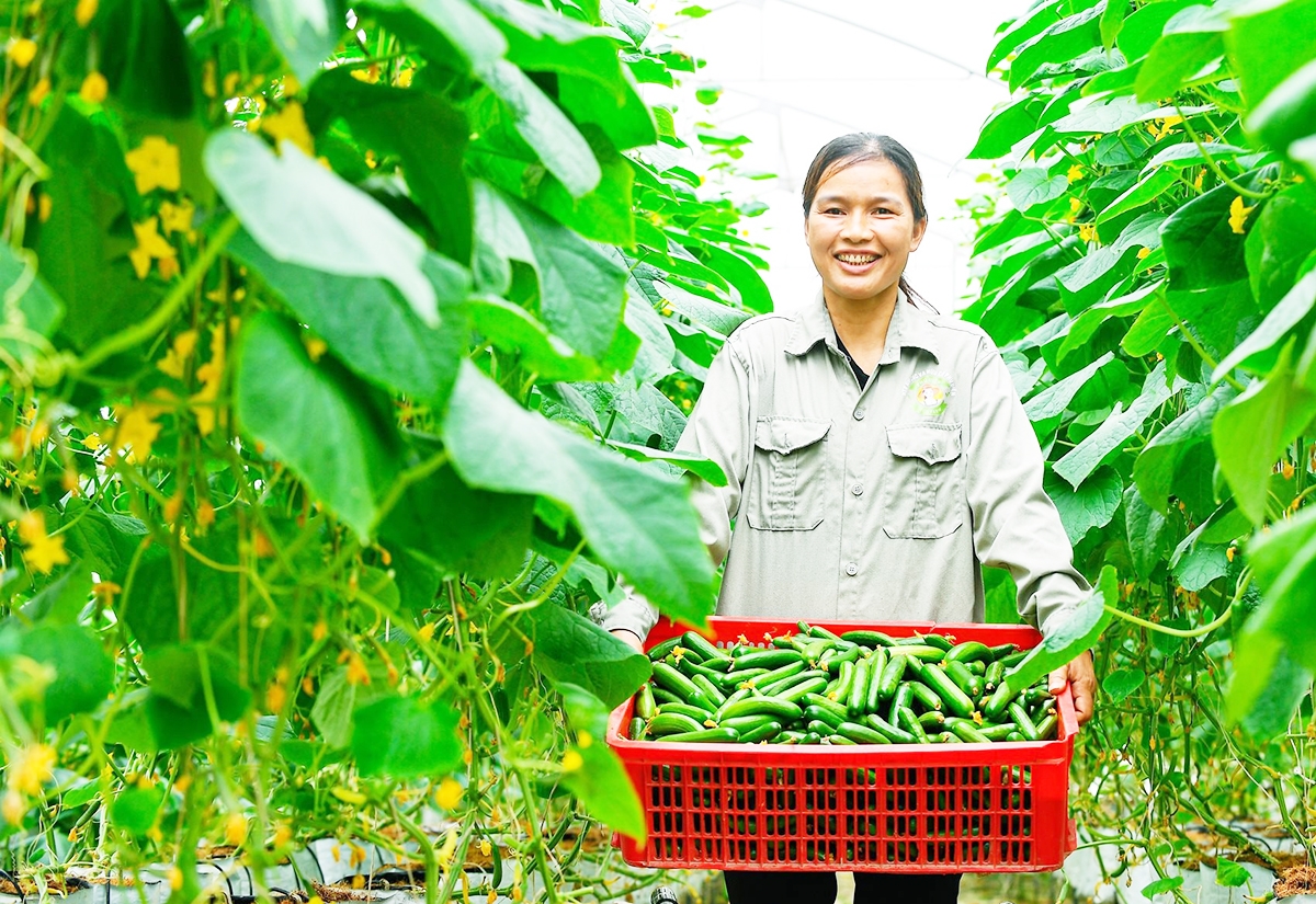 Ứng dụng khoa học công nghệ là chìa khóa làm giàu của nông dân, HTX tại Hải Dương.