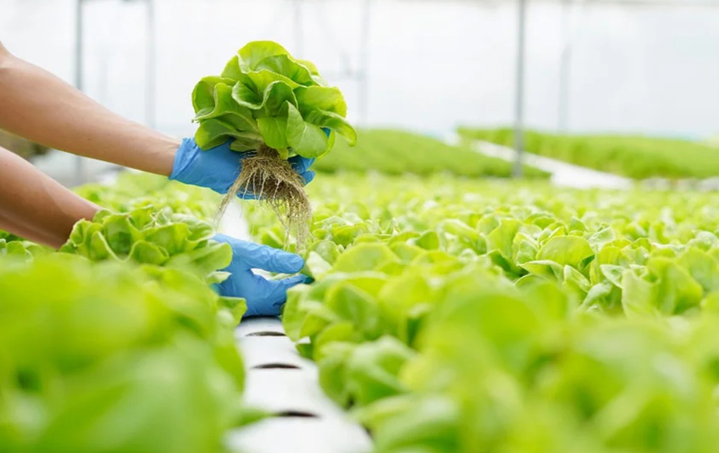 Mekong Capital chuẩn bị ra mắt quỹ nông nghiệp tái tạo vào năm 2026.