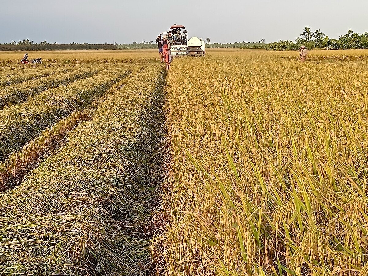 HTX Hưng Lợi là một trong những mô hình kinh tế tập thể sản xuất lúa hàng hóa ở Sóc Trăng.