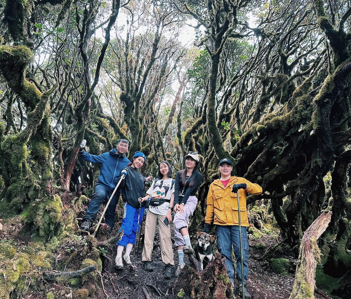 Tà Xùa với “sống lưng khủng long”, biển mây kỳ ảo và những rừng chè, rừng rêu cổ thụ ngày càng thu hút khách du lịch trong và ngoài nước. Ảnh: Thuỳ Linh