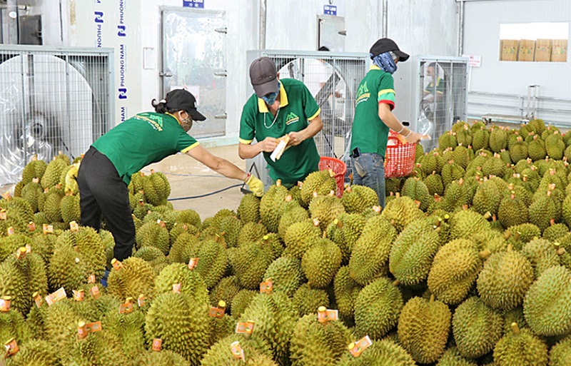 Theo đại diện Văn phòng SPS Việt Nam, không chỉ sầu riêng mà ớt, mặt cụt, chôm chôm cũng đã ghi nhận nhiễm Cadimi vượt ngưỡng cho phép.