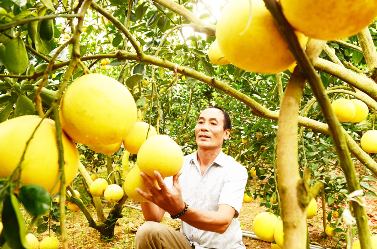 Huyện Lục Ngạn dự kiến phát triển vùng cây ăn quả theo hướng hàng hóa, nâng cao giá trị gia tăng.