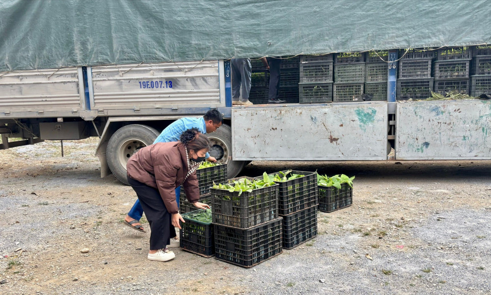 Nhiều HTX ở Bảo Yên là những đơn vị chủ lực giúp thu mua, tiêu thụ sản phẩm của nông dân.