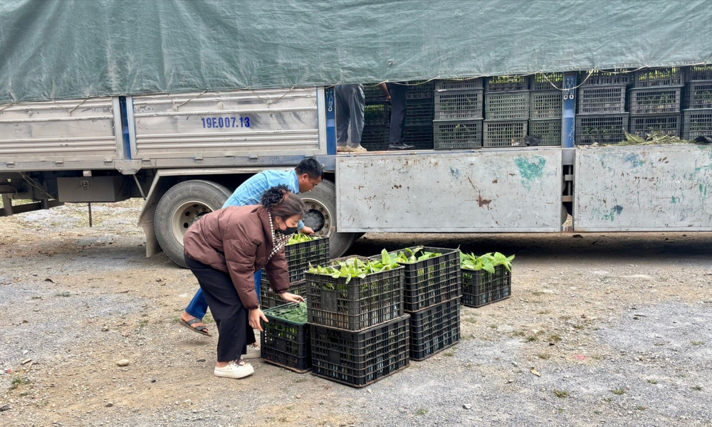 Nhiều HTX ở Bảo Yên là những đơn vị chủ lực giúp thu mua, tiêu thụ sản phẩm của nông dân.