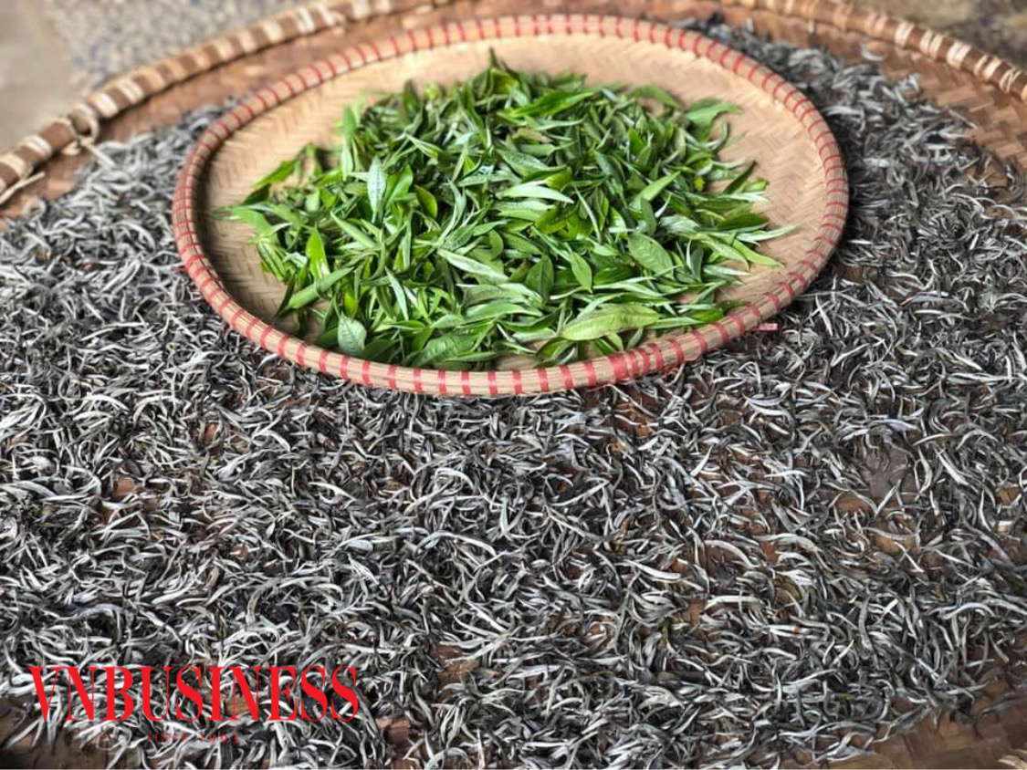 Chè Shan tuyết được thị trường ưa chuộng, mang lại thu nhập ổn định cho nhiều hộ dân. Ảnh: Phạm Minh