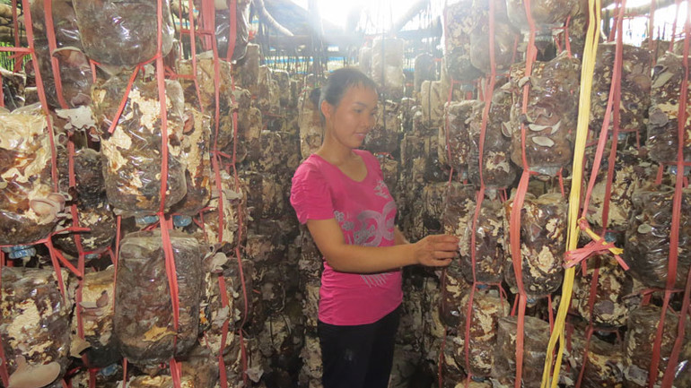 Nấm là cây trồng chính của HTX.