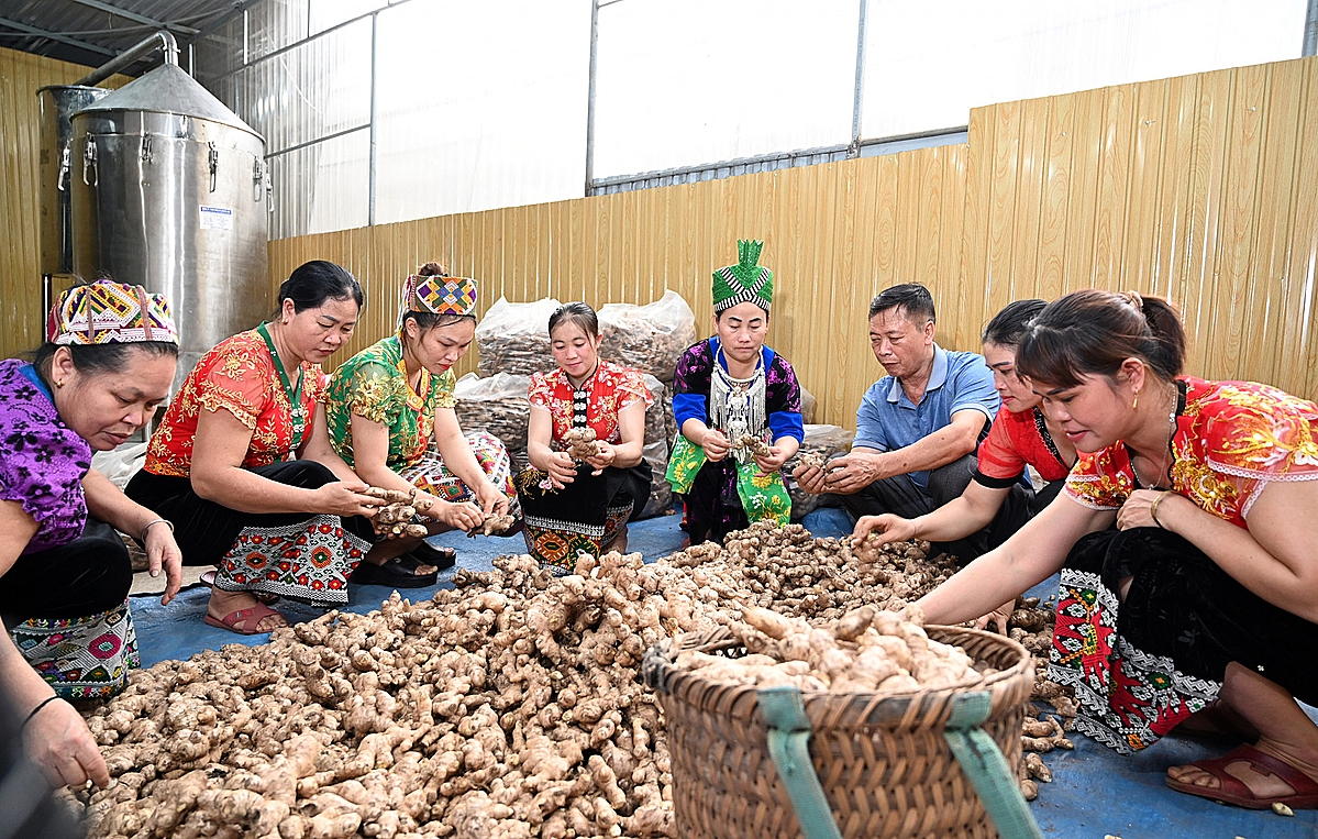 Gừng Kỳ Sơn đang dần khẳng định được thương hiệu trên thị trường.