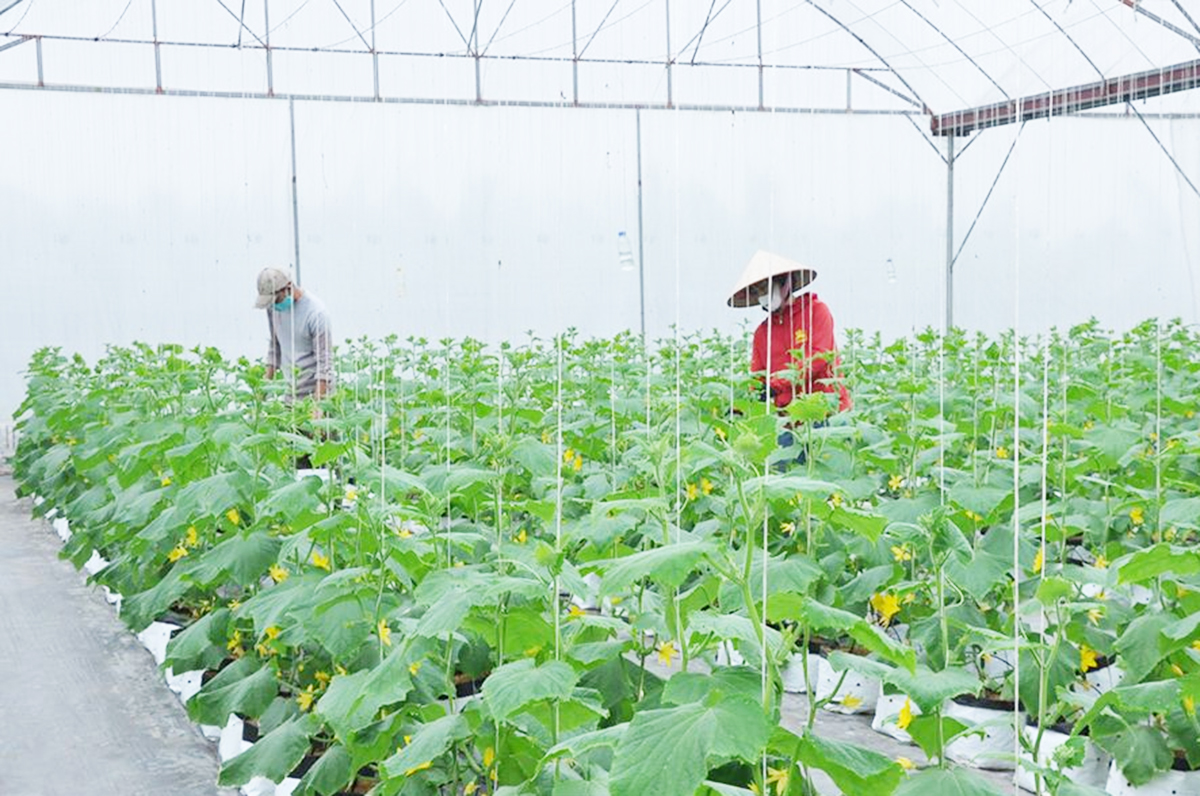 Ứng dụng khoa học kỹ thuật là chìa khóa thành công của nông dân, HTX ở Phù Cừ.