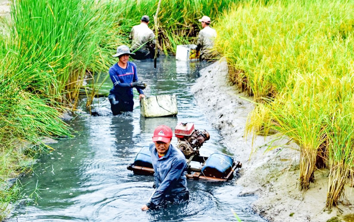 Mô hình cá - lúa đang giúp nhiều nông dân, HTX ở Bạc Liêu thoát nghèo, làm giàu bền vững.