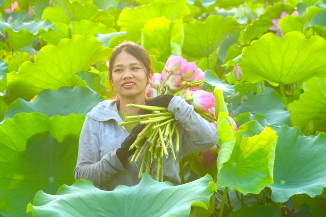 HTX sen Quê Bác đã chú trọng đến đăng ký SHTT, nhãn hiệu tập thể.