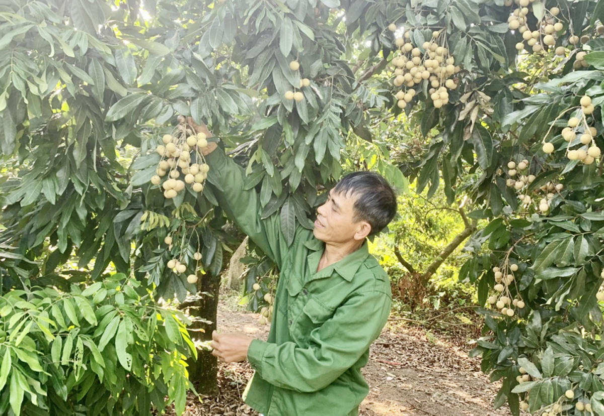 Nông dân, HTX ở Phù Cừ đang nâng cao giá trị sản xuất nhờ tư duy mới.