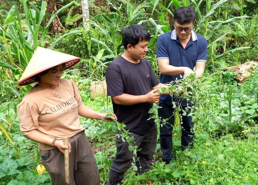 Các mô hình kinh tế tập thể, HTX ở Tây Giang giúp nâng cao giá trị cây dược liệu và tạo ra thu nhập cho người dân.