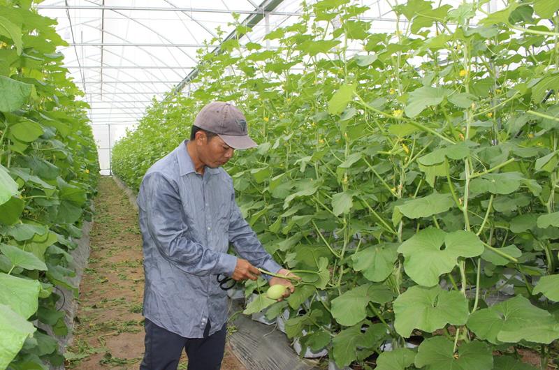 Nông nghiệp công nghệ cao nâng thu nhập cho người dân.