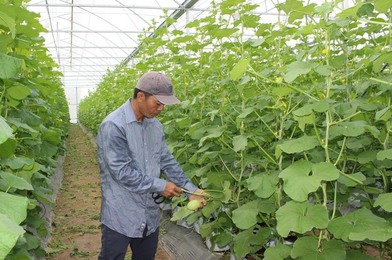 Nông nghiệp công nghệ cao nâng thu nhập cho người dân.