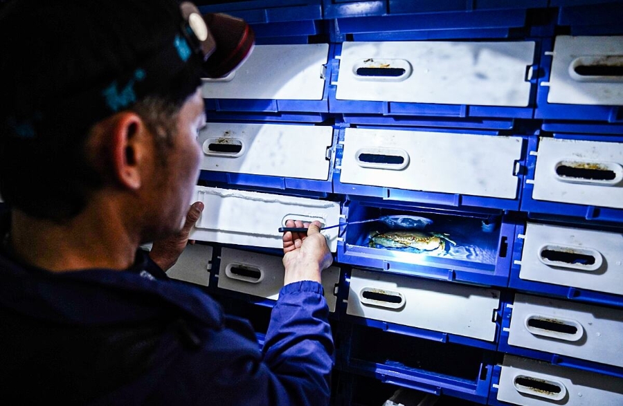 Mô hình nuôi cua biển trong hộp nhựa của HTX nuôi trồng thủy sản Hạ Vàng được đánh giá là mô hình hiệu quả, cho lợi nhuận cao và thu hồi vốn nhanh.