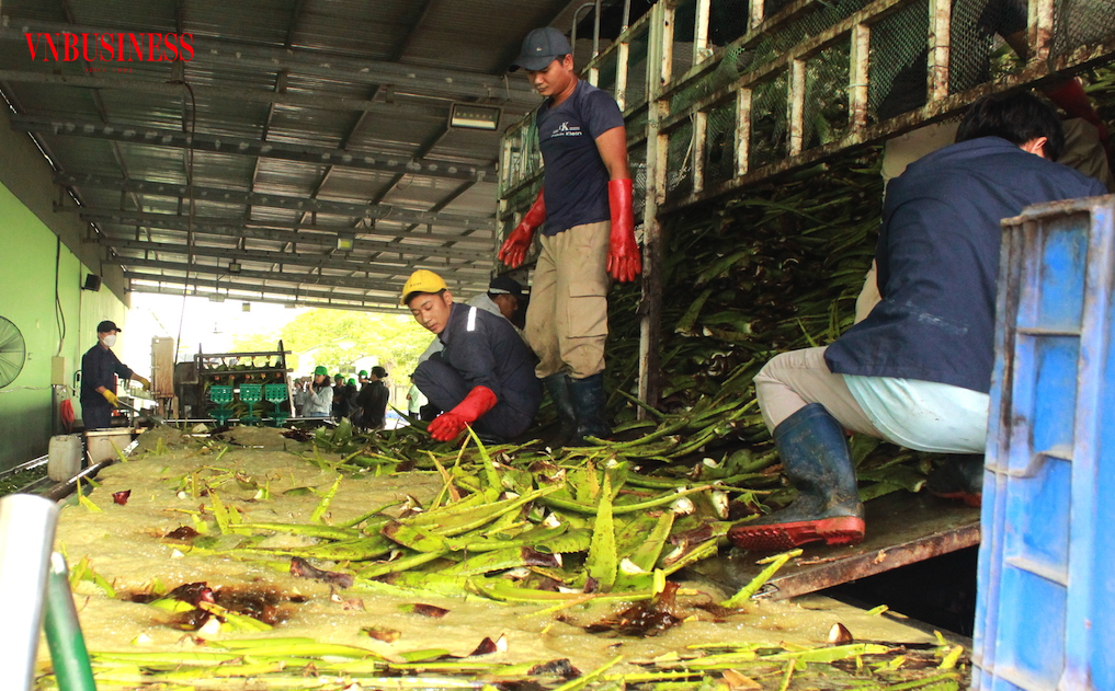 Những yêu cầu cao hơn trên thị trường XK đòi hỏi ngành hàng nông sản phải thay đổi với “tư duy xanh” mới có thể vươn cao và bay xa.