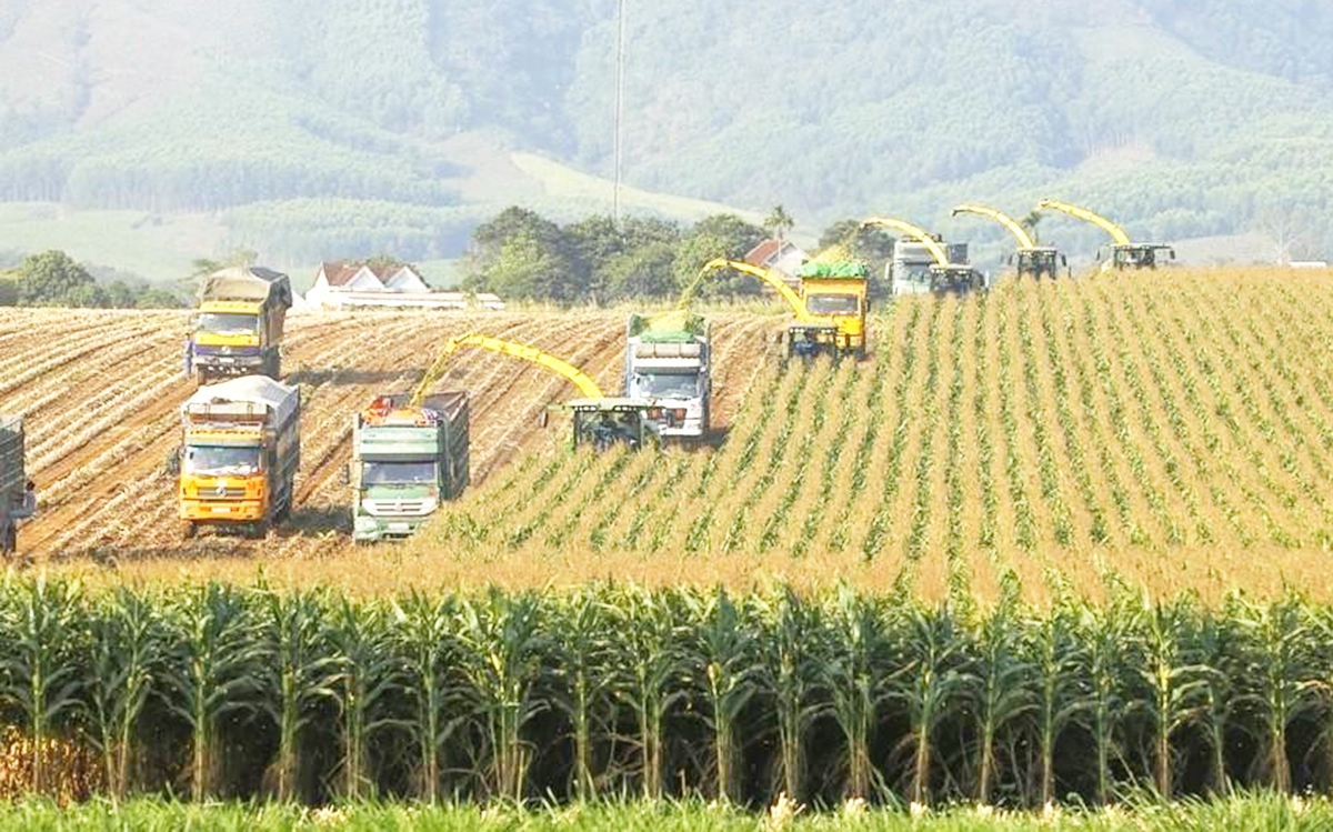 Nông nghiệp công nghệ cao là định hướng quan trọng trong phát triển kinh tế tỉnh Nghệ An.