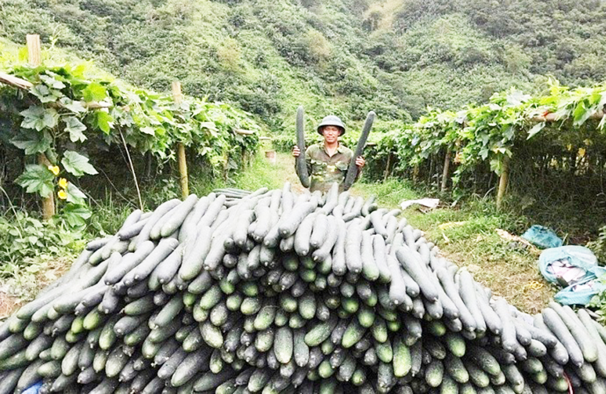 Đồng bào dân tộc thiểu số ở Nậm Nhùn đang đẩy mạnh chuyển đổi cơ cấu cây trồng để thoát nghèo, vươn lên làm giàu.