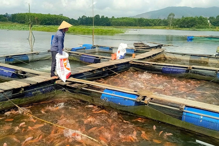 Nhiều hộ dân xã Kỳ Hoa đã mạnh dạn thực hiện nuôi trồng theo hướng VietGAP.