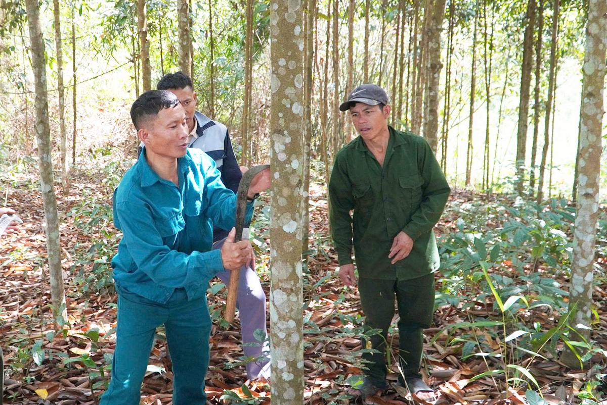 Quá trình chuyển đổi cơ cấu cây trồng theo hướng hàng hóa tại Nậm Nhùn đang có dấu ấn đậm nét của các HTX.