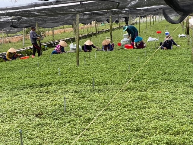 Các thành viên HTX rau an toàn Nắng xanh, ấp Thuận Thành, xã Thuận An, thị xã Bình Minh đang thu hoạch rau.