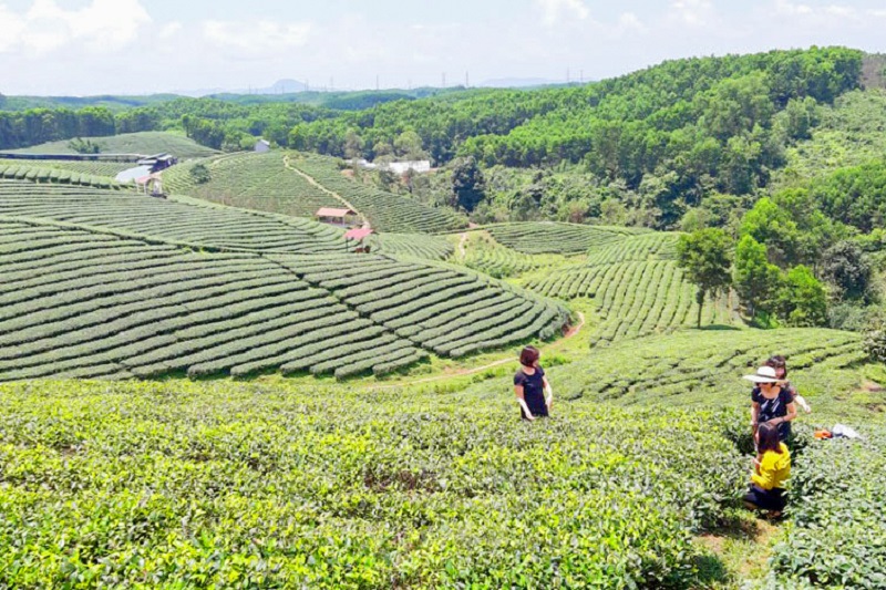Sẵn thế mạnh từ cây chè, huyện Hải Hà đặt mục tiêu hình thành sản phẩm du lịch nông nghiệp trải nghiệm đồi chè...