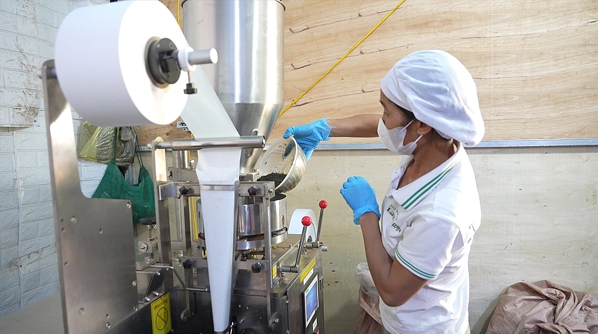 HTX Sản xuất dịch vụ nông lâm sản Bản Quyền thu mua hồi hữu cơ của người dân để sản xuất trà hoa hồi