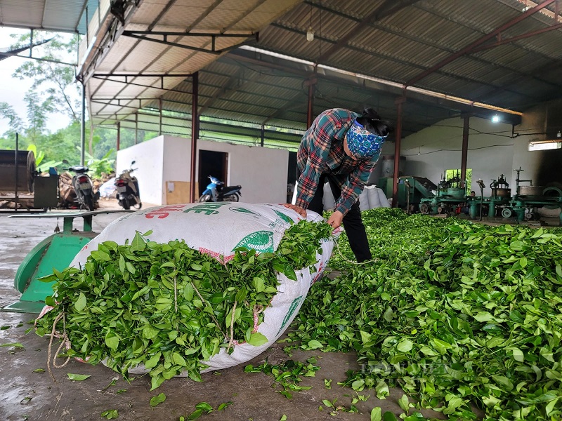 Các giống chè trên địa bàn huyện Hải Hà phát triển tốt và cho năng suất cao, trung bình đạt từ 8-10 tấn chè búp tươi/ha/năm.