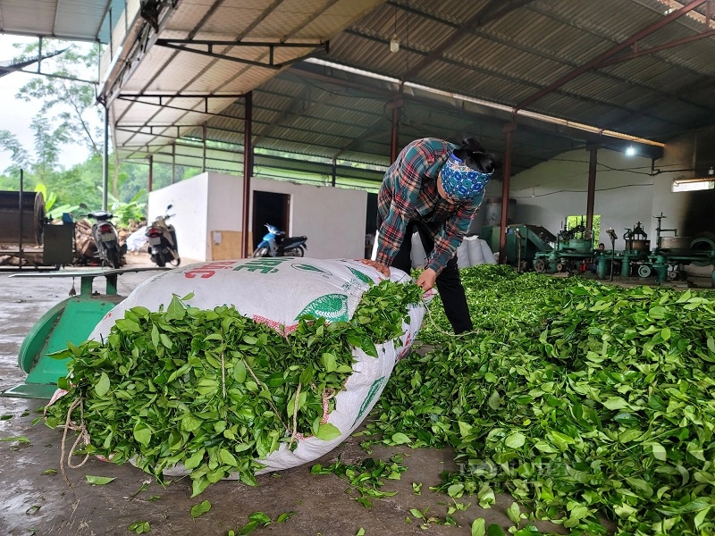 Các giống chè trên địa bàn huyện Hải Hà phát triển tốt và cho năng suất cao, trung bình đạt từ 8-10 tấn chè búp tươi/ha/năm.