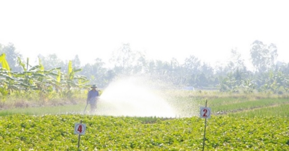 Cánh đồng chuyên canh rau an toàn, mô hình giảm nghèo hay ở Vĩnh Long ...
