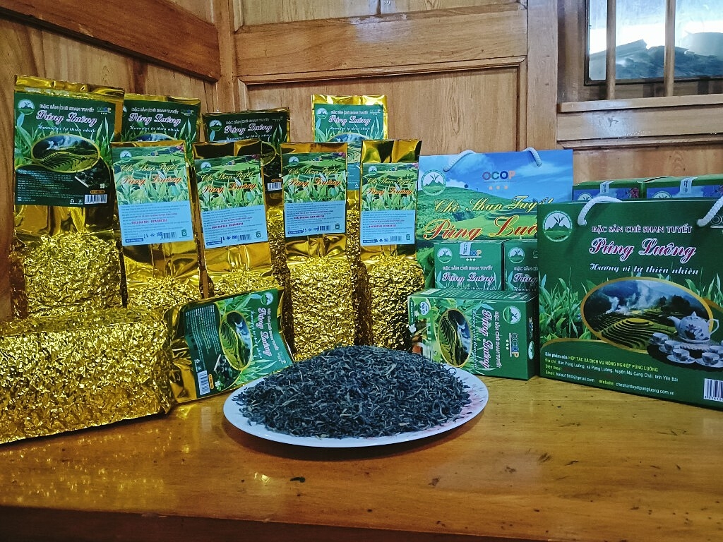 Chè Shan tuyết của HTX Dịch vụ nông nghiệp Púng Luông được nhiều người biết đến hơn, sức tiêu thụ tốt hơn từ khi có sao OCOP.